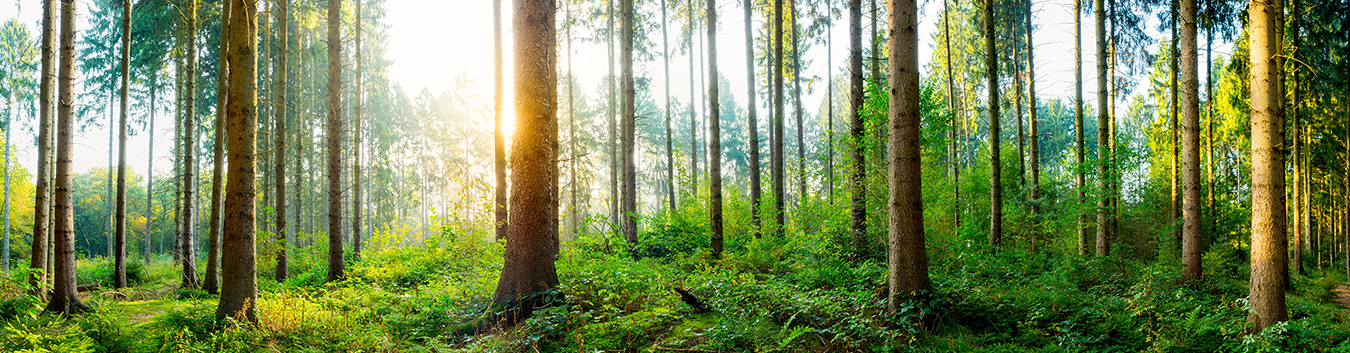これからの未来に向けた森林経営循環型社会に向けた木材資源を創る